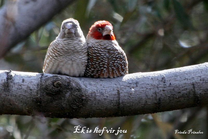 lief vir jou.jpg - Die Rooikopvinkke mannetjie en wyfie sit styf teen mekaar in die winter.